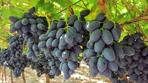 Vì sao nho giàu giá trị dinh dưỡng nhưng phụ nữ có thai nên hạn chế ăn?