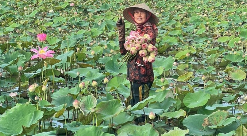 Từ chỗ chỉ quen trồng lúa, bố và mẹ Nhân đã tiên phong chuyển đổi sang trồng sen.