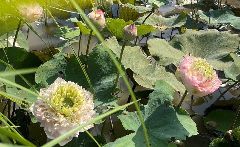 Nhân chọn trồng sen Quan Âm trắng, Quan Âm hồng và sen Juwaba đang được thị trường ưa chuộng.