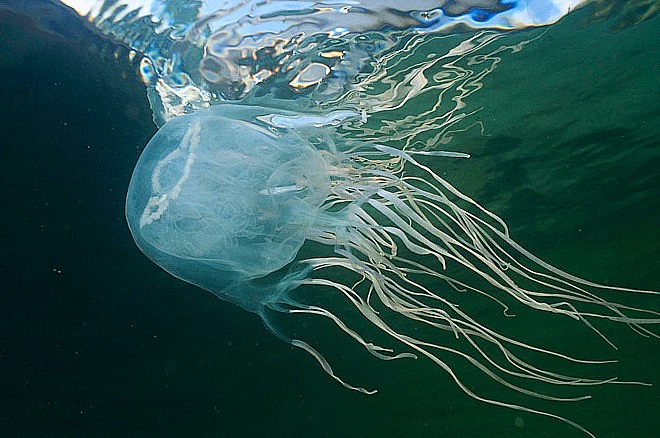 Sứa biển có màu trong suốt nên khi tắm biển rất khó nhìn thấy bằng mắt thường