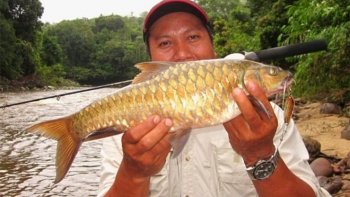 Loài cá đắt nhất thế giới mỗi kg tương đương 1 chỉ vàng vẫn khiến đại gia săn lùng