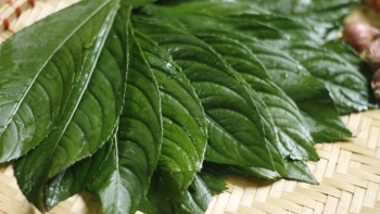 Công dụng của lá xương sông không phải ai cũng biết