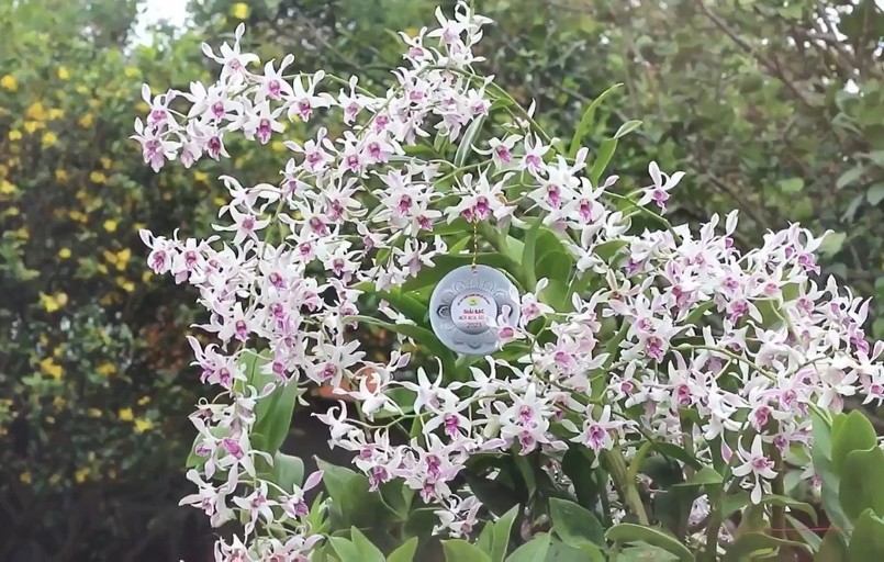 Đến nay, tôi đã tham dự và đạt hơn 25 giải vàng các hội thi hoa lan đột biến trong và ngoài tỉnh