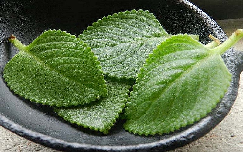 Xương sông kết hợp với lá húng chanh chữa ho