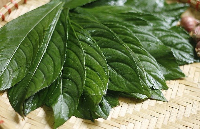 Công dụng của lá xương sông không phải ai cũng biết