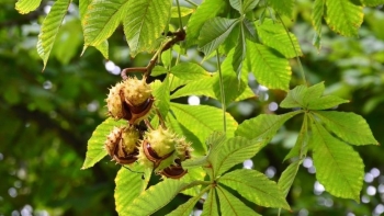 Ai không nên sử dụng hạt dẻ ngựa?