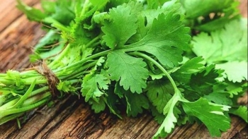 Tác dụng của rau ngò rí