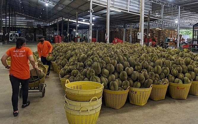 Thái lan đang bước vào vụ thu hoạch sầu riêng. Thái lan đang bước vào vụ thu hoạch sầu riêng.