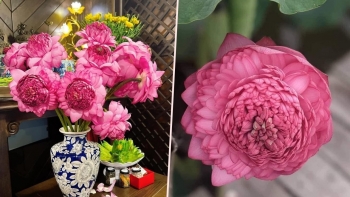 Hoa sen nghìn cánh từng gây sốt với giá tiền triệu nay 10 nghìn mua cả bó