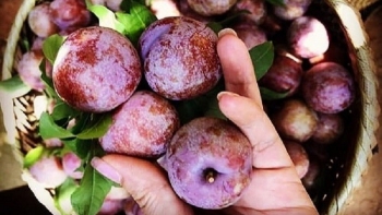 Khi mít ruột đỏ, “mận hậu khổng lồ” không còn hiếm