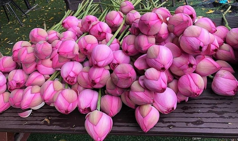 Dân buôn có thể bán hết hàng nghìn bông sen nghìn cánh vì người mê sen rất ưa chuộng.