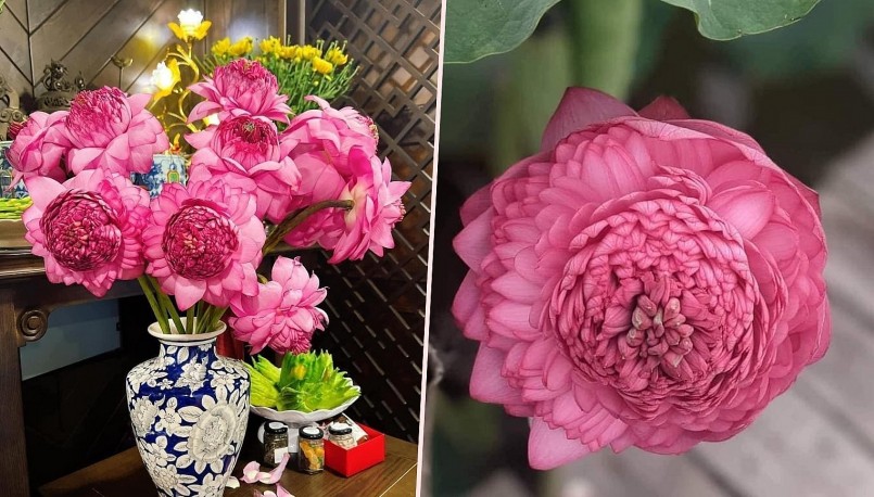 Vì giá rẻ lại đẹp nên sen nghìn cánh luôn hút khách.