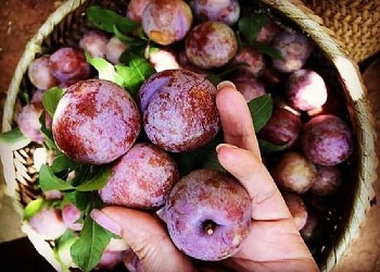 Khi mít ruột đỏ, “mận hậu khổng lồ” không còn hiếm