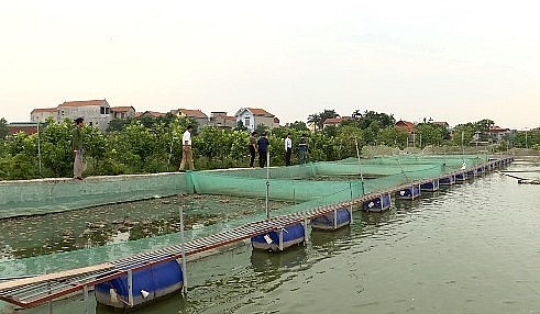 Toàn cảnh khu trang trại nuôi ếch kết hợp cá rô của anh Xá.