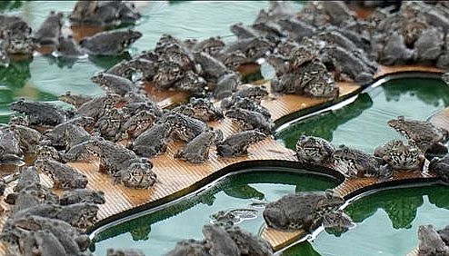 Cứ 2 tháng, anh thu hoạch một lứa ếch và cứ 2 lứa ếch gia đình anh lại thu 1 lứa cá.