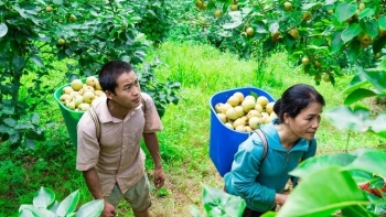 Lê Tai Nung chín trắng cả sườn đồi, thương lái mua tại vườn giá 40.000 đồng/kg, nhà nông thu trăm triệu