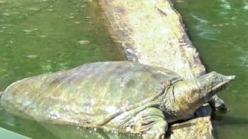 Tuyệt chiêu nuôi ba ba thương phẩm kết hợp bán con giống, lão nông lãi trăm triệu mỗi lứa