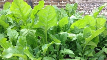 Tác dụng hữu ích của rau chân vịt