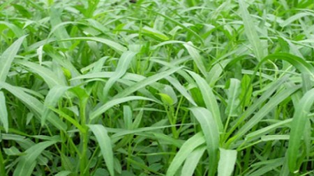 Sự thật "công nghệ" vắt chanh vào nước rau muống để nhận biết hóa chất