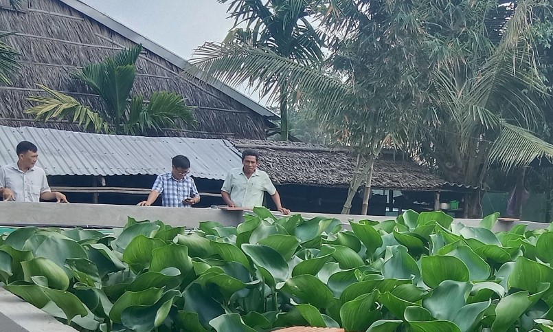 Mô hình nuôi ba ba-con đặc sản trong bể xi măng thả kín lục bình của ông Danh Lạnh.