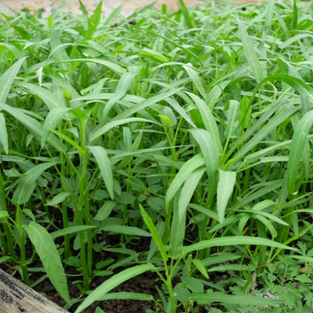 Sự thật "công nghệ" vắt chanh vào nước rau muống để nhận biết hóa chất