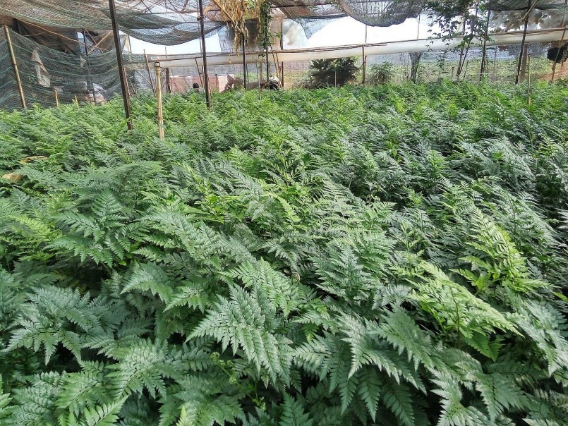 Trồng kiểng thu lá, hướng đi mới của nhà nông