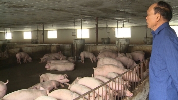 Giá heo hơi hôm nay 27/6: Tăng cao nhất 2.000 đồng/kg, có lợi nhuận sau 2 năm thua lỗ, hộ nuôi heo chủ động tái đàn