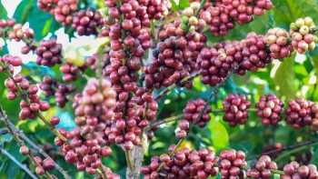 Giá nông sản hôm nay 27/6: Cà phê khởi sắc tăng 500 đồng/kg, hồ tiêu cố thủ ở mức cao nhất 71.500 đồng/kg