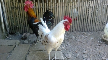 Kì lạ giống gà có tiếng gáy như tiếng người cười, giá tiền triệu mỗi con