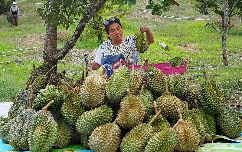 Sầu riền Thái Lan xuất khẩu sang Việt Nam tăng vọt gấp trên 100 lần. Sầu riền Thái Lan xuất khẩu sang Việt Nam tăng vọt gấp trên 100 lần.