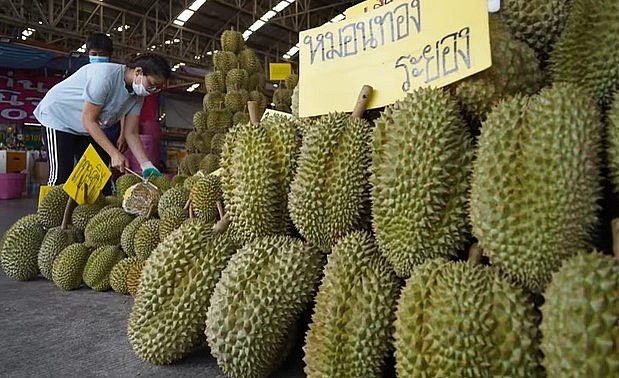 Không chỉ tập trung chiếm ưu thế tại thị trường Trung Quốc, sầu riêng Thái Lan cũng đẩy mạnh xuất khẩu và giữ vũng thị phần tại các thị trường truyền thống. Không chỉ tập trung chiếm ưu thế tại thị trường Trung Quốc, sầu riêng Thái Lan cũng đẩy mạnh xuất khẩu và giữ vũng thị phần tại các thị trường truyền thống.