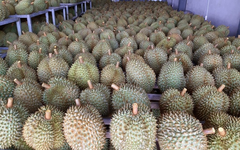 Thái Lan nâng tiêu chuẩn sầu riêng và khai thác hiệu quả việc vận chuyển sầu riêng bằng đường sắt cao tốc để rút ngắn thời gian, tạo ưu thế vượt trội. Thái Lan nâng tiêu chuẩn sầu riêng và khai thác hiệu quả việc vận chuyển sầu riêng bằng đường sắt cao tốc để rút ngắn thời gian, tạo ưu thế vượt trội.