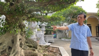 Cặp sanh cổ thụ ở thủ phủ cây cảnh miền Bắc, vì sao được ví như "bảo vật" giá nào cũng không bán?