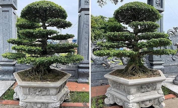 Đôi cây sanh cổ được người dân khẳng định là vô giá và chưa từng có ý định bán.