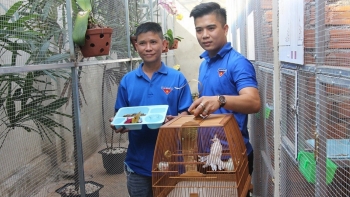 Cử nhân 9X với tuyệt chiêu nuôi chào mào đột biến từng xổng chuồng báu vật giá 370 triệu đồng