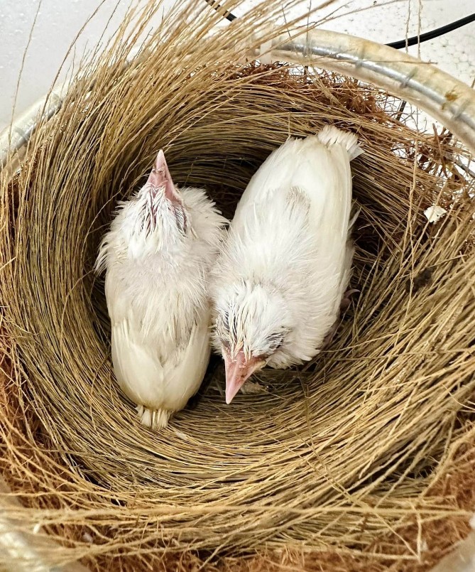 Hiện trung bình mỗi tháng anh Hùng bán vài chục con chim chào mào.