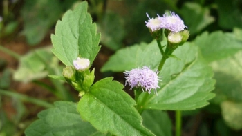 Tác dụng của hữu ích của cây cỏ lào