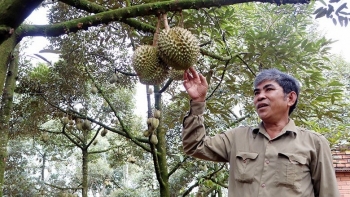 Tỉnh duy nhất có thương hiệu sầu riêng đặc sản giờ đã có vườn đạt chuẩn hữu cơ xuất khẩu sang Mỹ