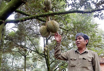 Tỉnh duy nhất có thương hiệu sầu riêng đặc sản giờ đã có vườn đạt chuẩn hữu cơ xuất khẩu sang Mỹ
