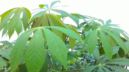 Loại lá rụng đầy vườn không ai ngó lại có nhiều công dụng cho sức khoẻ, đem xuất khẩu thu triệu đô