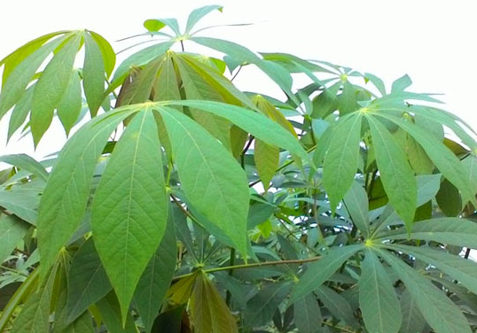 Lá sắn có nhiều công dụng cho sức khoẻ