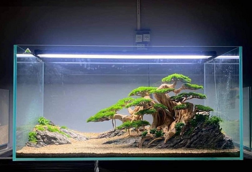 Bể thủy sinh tạo sự mới lạ với với điểm nhấn là bonsai.