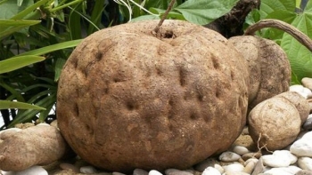 Loại củ mọc dại ở Việt Nam, có công dụng “cải lão hoàn đồng” nhưng ít người biết để dùng