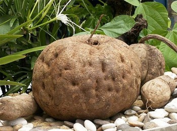 Loại củ mọc dại ở Việt Nam, có công dụng “cải lão hoàn đồng” nhưng ít người biết để dùng