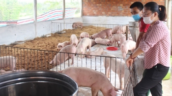 Giá heo hơi hôm nay 28/6: Dồn dập tăng, người nuôi khẩn trương tái đàn đón sóng