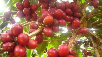 Giá nông sản hôm nay 28/6:  Cà phê duy trì đà tăng, hồ tiêu đồng loạt giảm dưới mốc 70.000 đồng/kg