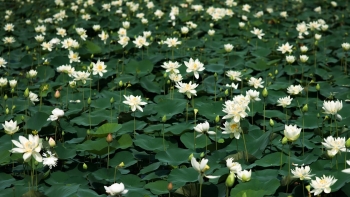 Những đầm sen trên quê lúa Thái Bình mênh mông của ngàn hoa khoe sắc