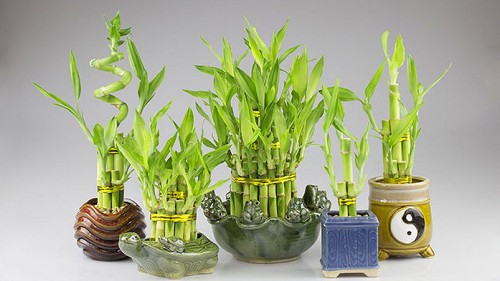 Chớ để bàn làm việc trống, hãy trồng 5 loại hoa hút tài lộc này, sự nghiệp lên như diều gặp gió