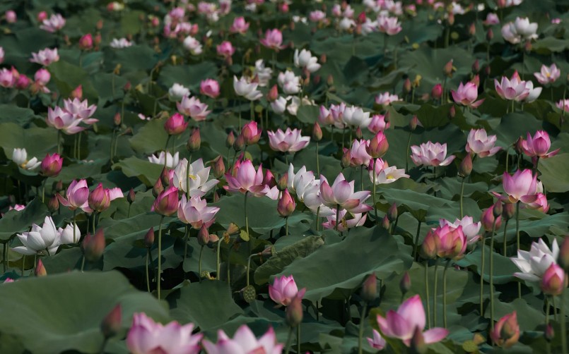 Bên cạnh HTX Vân Đài, những đầm sen ở các xã An Lễ, An Vũ tại huyện Quỳnh Phụ (Thái Bình) cũng đang vào mùa nở rộ.