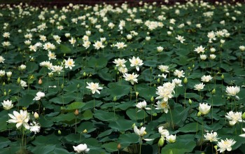 Những đầm sen trên quê lúa Thái Bình mênh mông của ngàn hoa khoe sắc